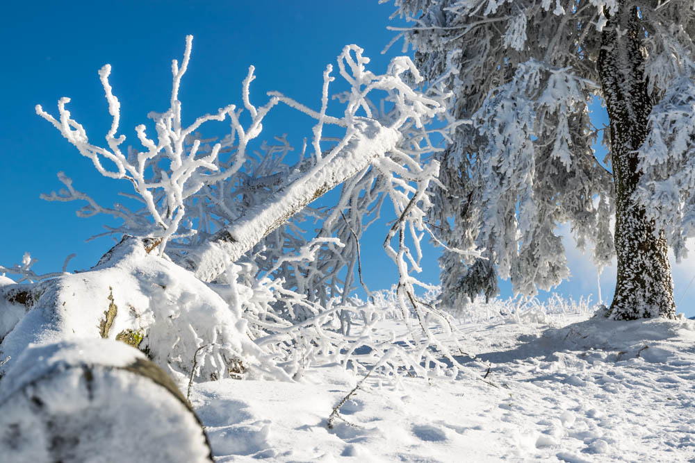 Winter im Taunus - Fototour auf dem Großen Feldberg