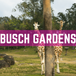 Busch Gardens in Tampa