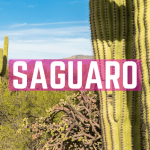 Saguaro Nationalpark Tipps