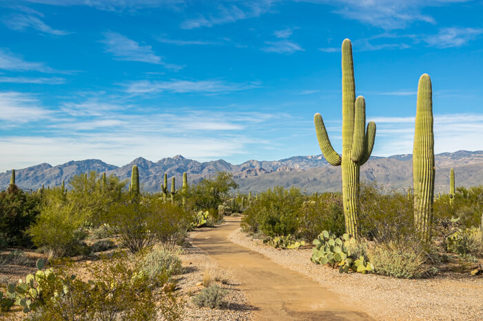 Atemberaubende Landschaft in Tucson Arizona: Der Saguaro Nationalpark