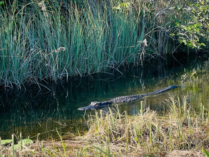 Alligator in Shark Valley Everglades