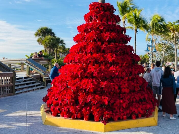 Weihnachtssterne als Weihnachtsbaum in Fort Myers Beach