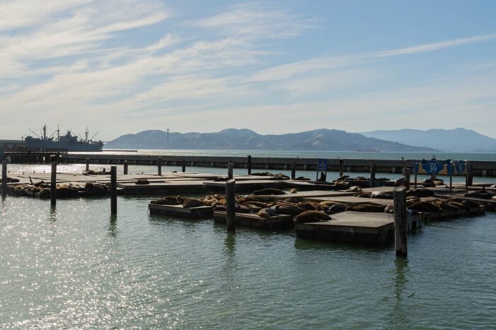 Pier 39 Seelöwen mit Blick auf die Golden Gate Bridge