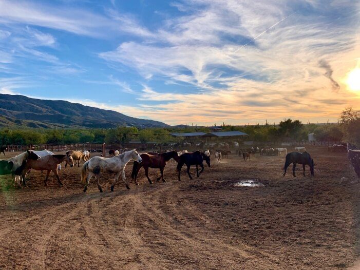 Pferde in Arizona auf Tanque Verde Ranch in Tucson