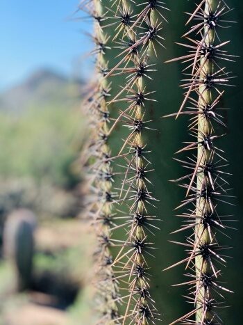 Saguaro Kaktus in Arizona
