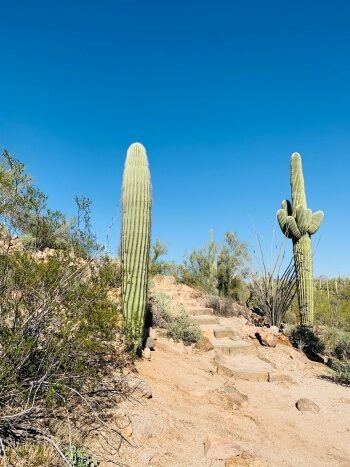 Saguaro Nationalpark West in Tucson
