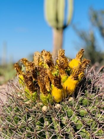Saguaro Kaktus Blüte