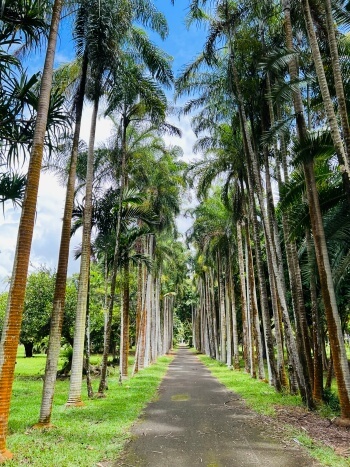 Palmen im Botanischen Garten