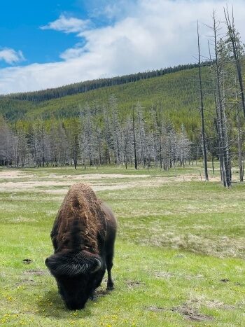 Bison auf unserer Yellowstone Route 3 Wochen