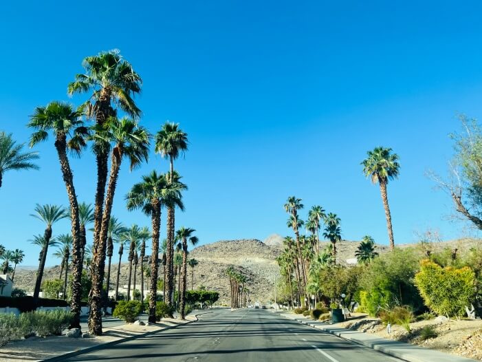 Palmen im kalifornischen Palm Springs