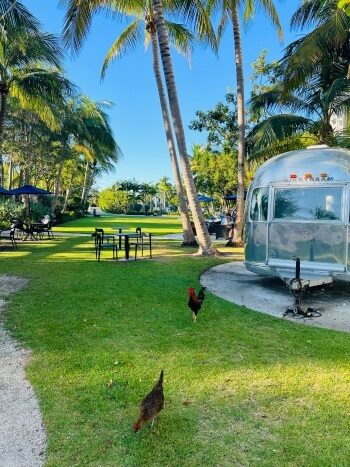 Hühner auf Key West